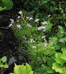 Dontostemon dentatus