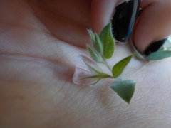 Acmispon americanus americanus