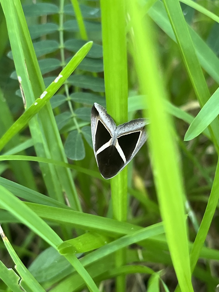 Triangular-striped moth in October 2024 by Nakatada Wachi · iNaturalist