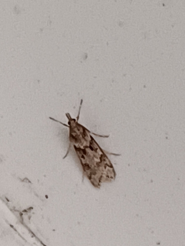 Narrow-winged Grey, Tilehurst, Reading, UK, photo 8 of 10