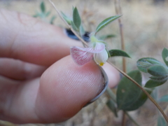 Acmispon americanus americanus