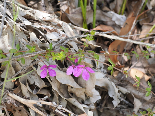 Image of Tetratheca thymifolia by (c) Lucas Christofides, some rights reserved (CC BY)