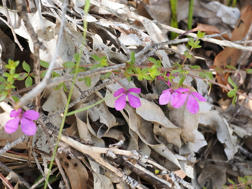 Image of Tetratheca thymifolia by (c) Lucas Christofides, some rights reserved (CC BY)