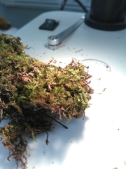 Herzogiella striatella