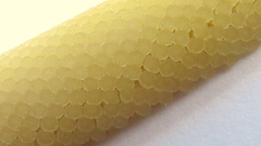 Philodendron pedatum