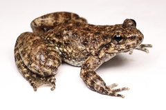 Ye's Spiny-Vented Frog photo 2