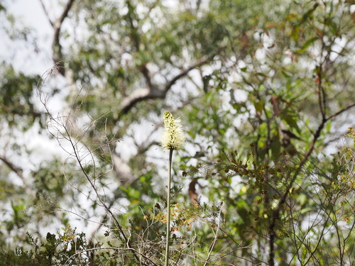 Image of Xanthorrhoea macronema by (c) Lucas Christofides, some rights reserved (CC BY)