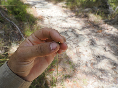 Image of Xanthorrhoea macronema by (c) Lucas Christofides, some rights reserved (CC BY)