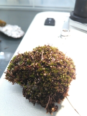 Ptychostomum pallescens