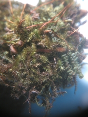 Herzogiella striatella