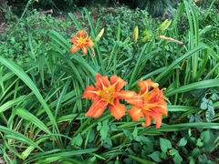 Hemerocallis fulva kwanso