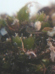 Ptychostomum pallescens