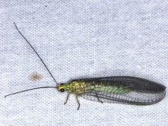 Calochrysa extranea