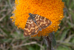 Chrysolarentia chrysocyma