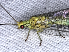 Calochrysa extranea