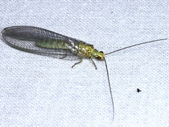 Calochrysa extranea