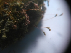 Herzogiella striatella