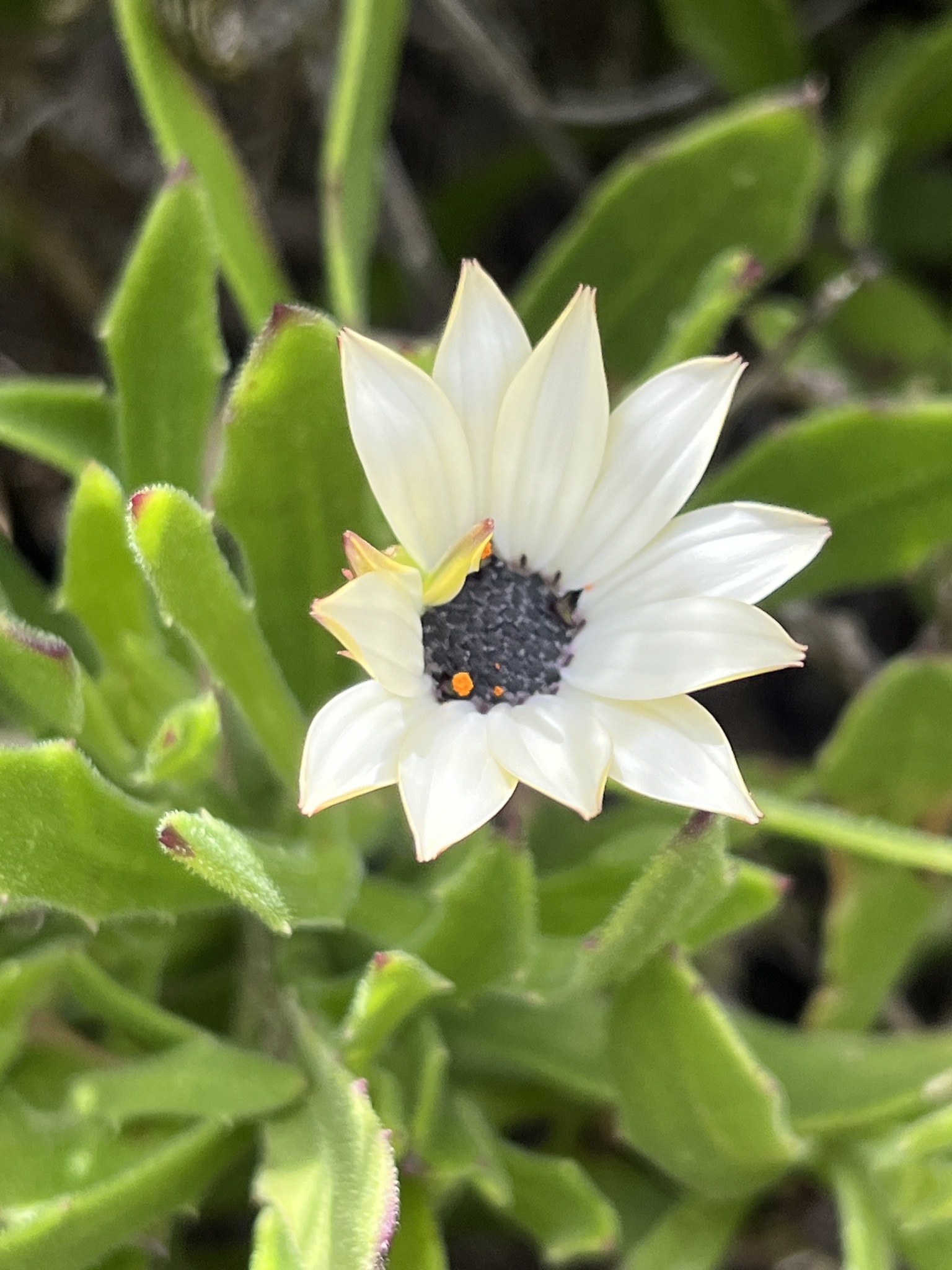 Pointed Rain Daisy (Dimorphotheca acutifolia)