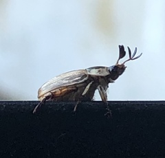 Exomala orientalis