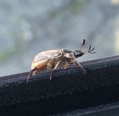 Exomala orientalis