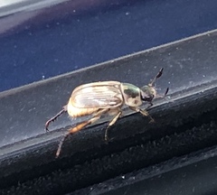 Exomala orientalis