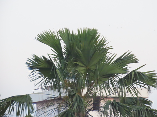 footstool palm
