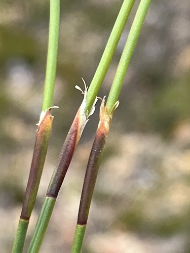 Image of Restio capensis by (c) Dave U, some rights reserved (CC BY-SA)