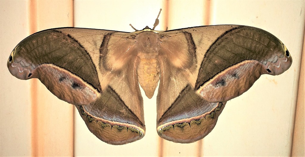 Rhescyntis pseudomartii