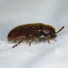 Madreallecula mcclevei