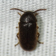 Madreallecula mcclevei