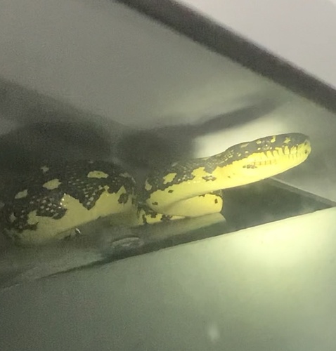 Diamond Python sighting