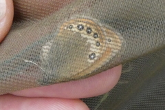 Coenonympha gardetta darwiniana