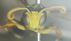 Polistes nimpha