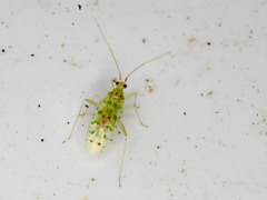 Orthotylinae
