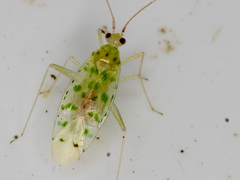 Orthotylinae
