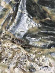 Necrophila americana