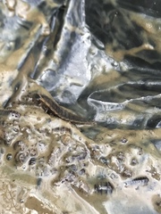 Necrophila americana