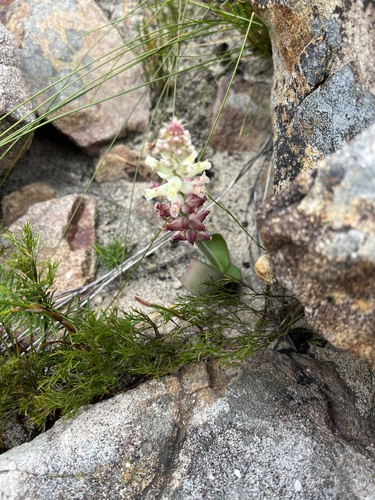 Lachenalia cernua