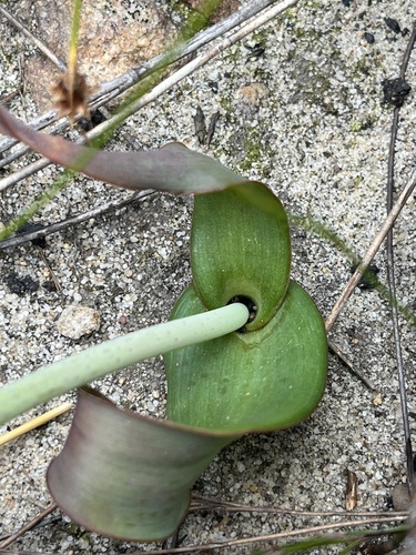Image of Lachenalia cernua by (c) Dave U, some rights reserved (CC BY-SA)
