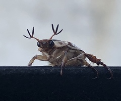 Exomala orientalis