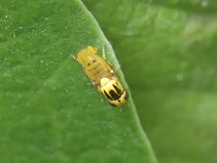 Chlorops