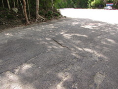 Phrynonax poecilonotus