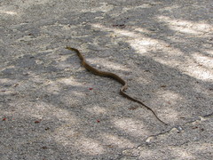 Phrynonax poecilonotus