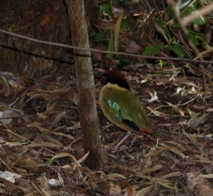 Pitta versicolor