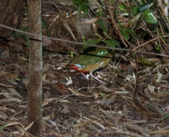 Pitta versicolor