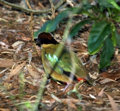 Pitta versicolor