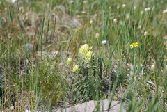 Castilleja flava flava