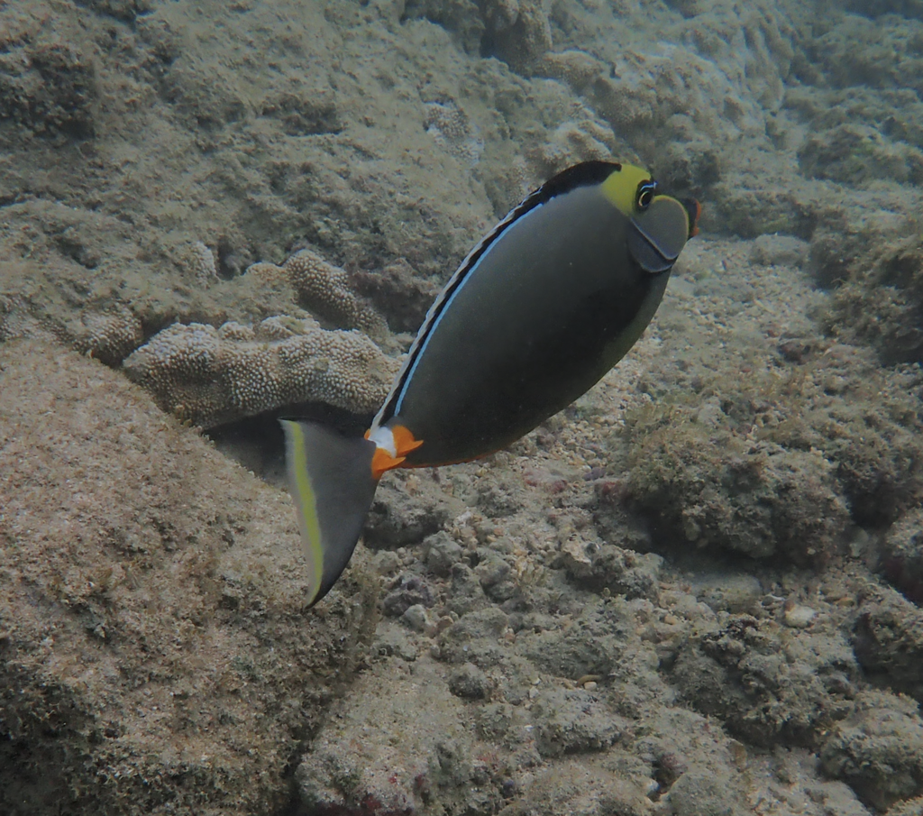 Orangespine unicornfish