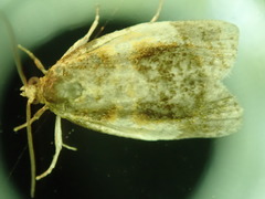 Clepsis melaleucanus