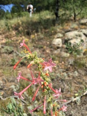 Ipomopsis aggregata candida